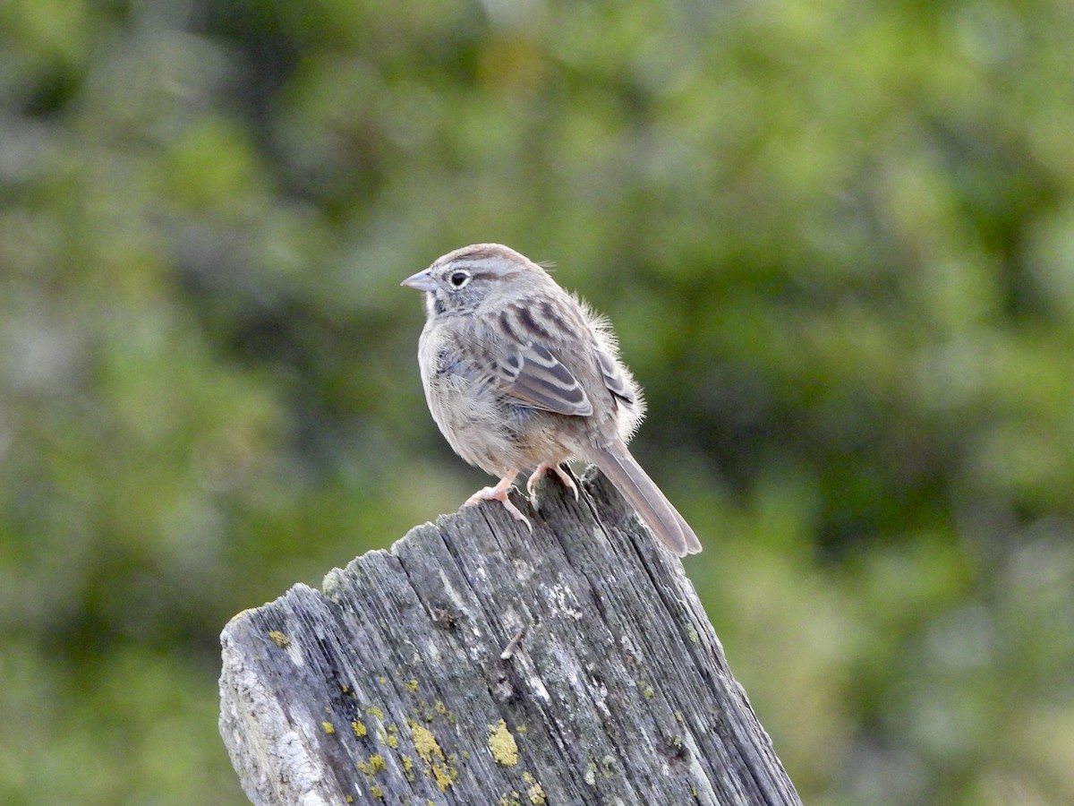 Rufous-crowned Sparrow - ML642260299