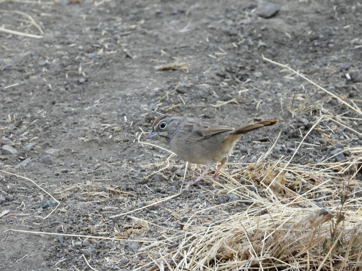 Rufous-crowned Sparrow - ML642260300