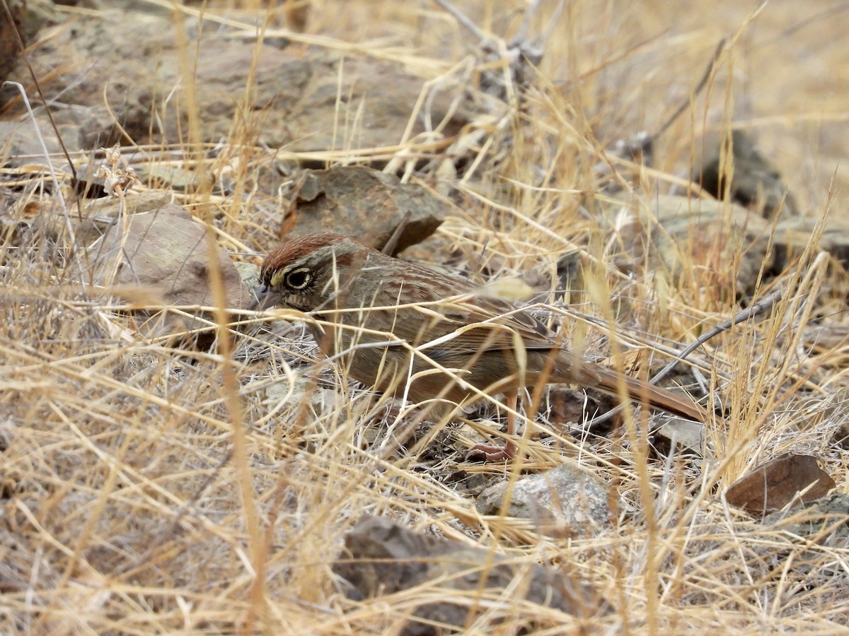 Rufous-crowned Sparrow - ML642260302