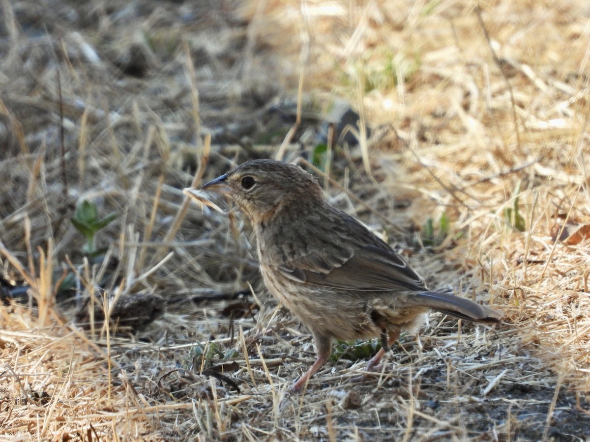 Rufous-crowned Sparrow - ML642260304