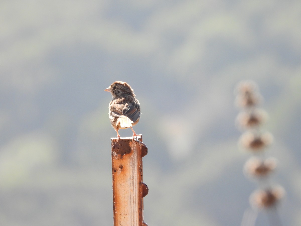 Rufous-crowned Sparrow - ML642260305
