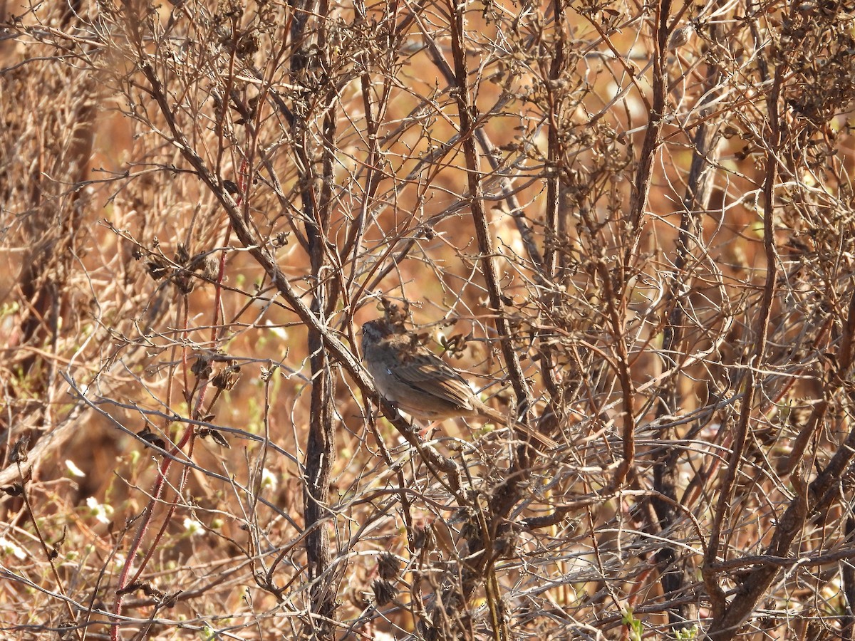 Rufous-crowned Sparrow - ML642260306