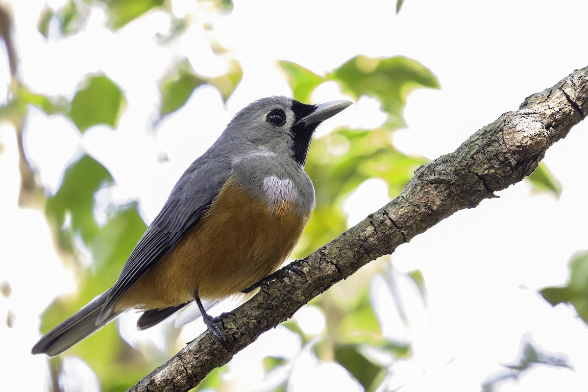 Black-faced Monarch - ML642260316