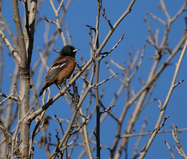 Orchard Oriole - ML642260320