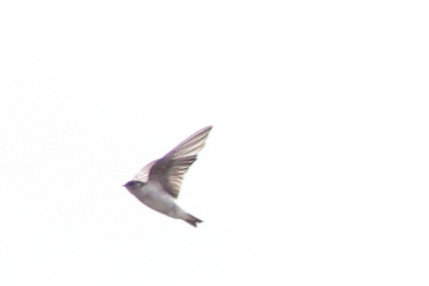 Violet-green Swallow - ML642260326