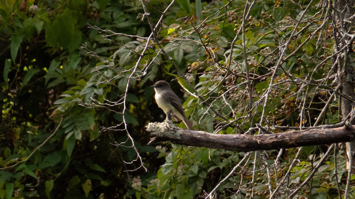 new world flycatcher sp. - ML642260332