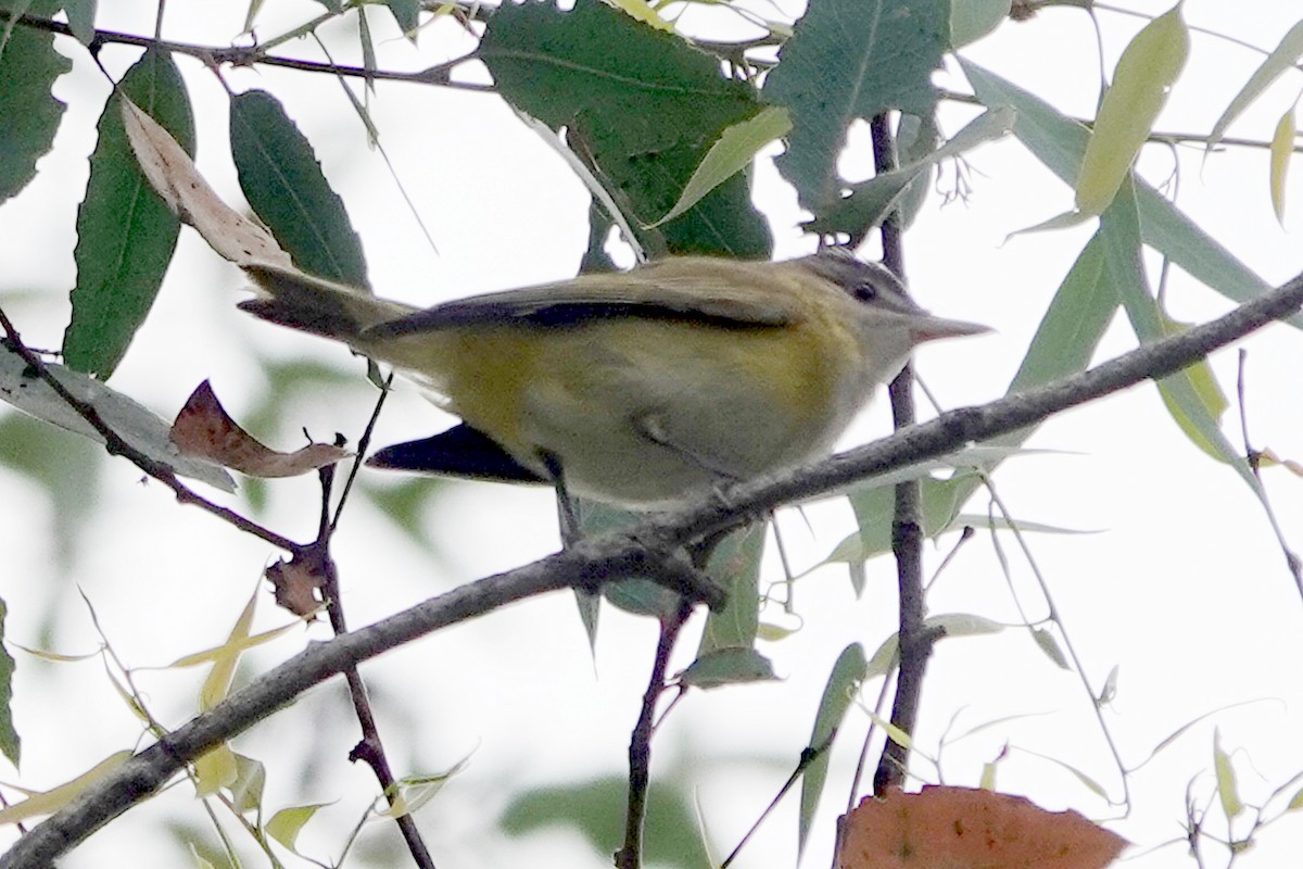 Yellow-green Vireo - ML642260334