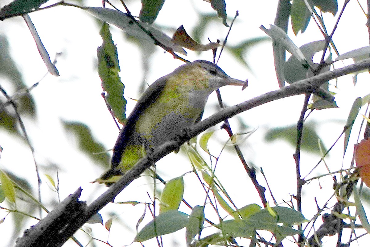Yellow-green Vireo - ML642260346