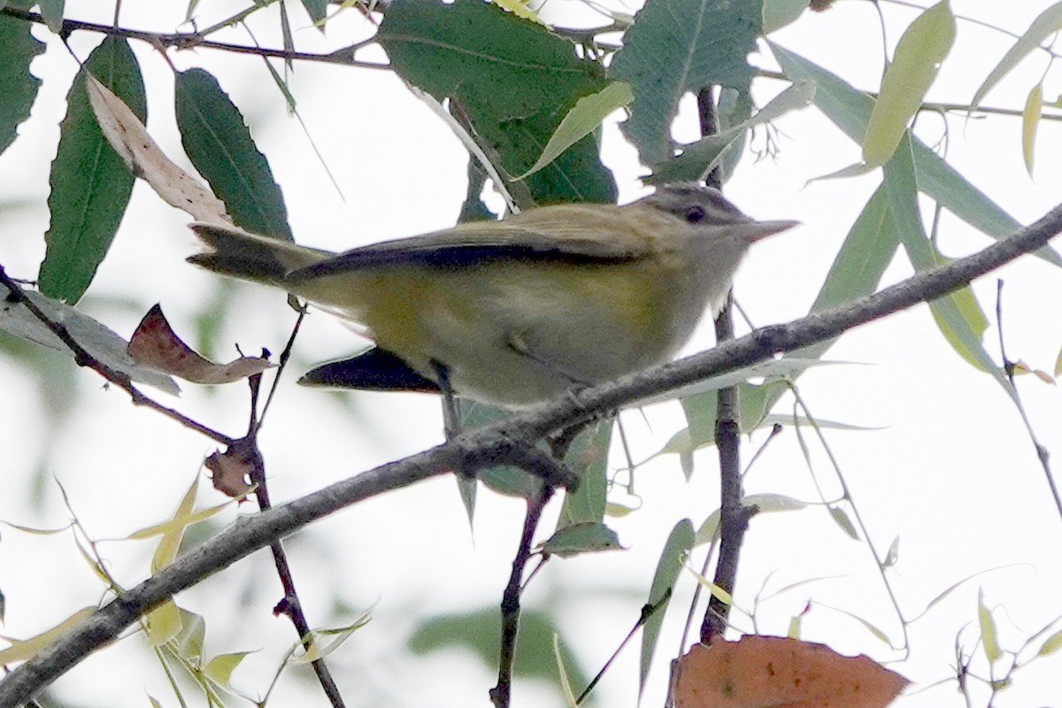 Yellow-green Vireo - ML642260361
