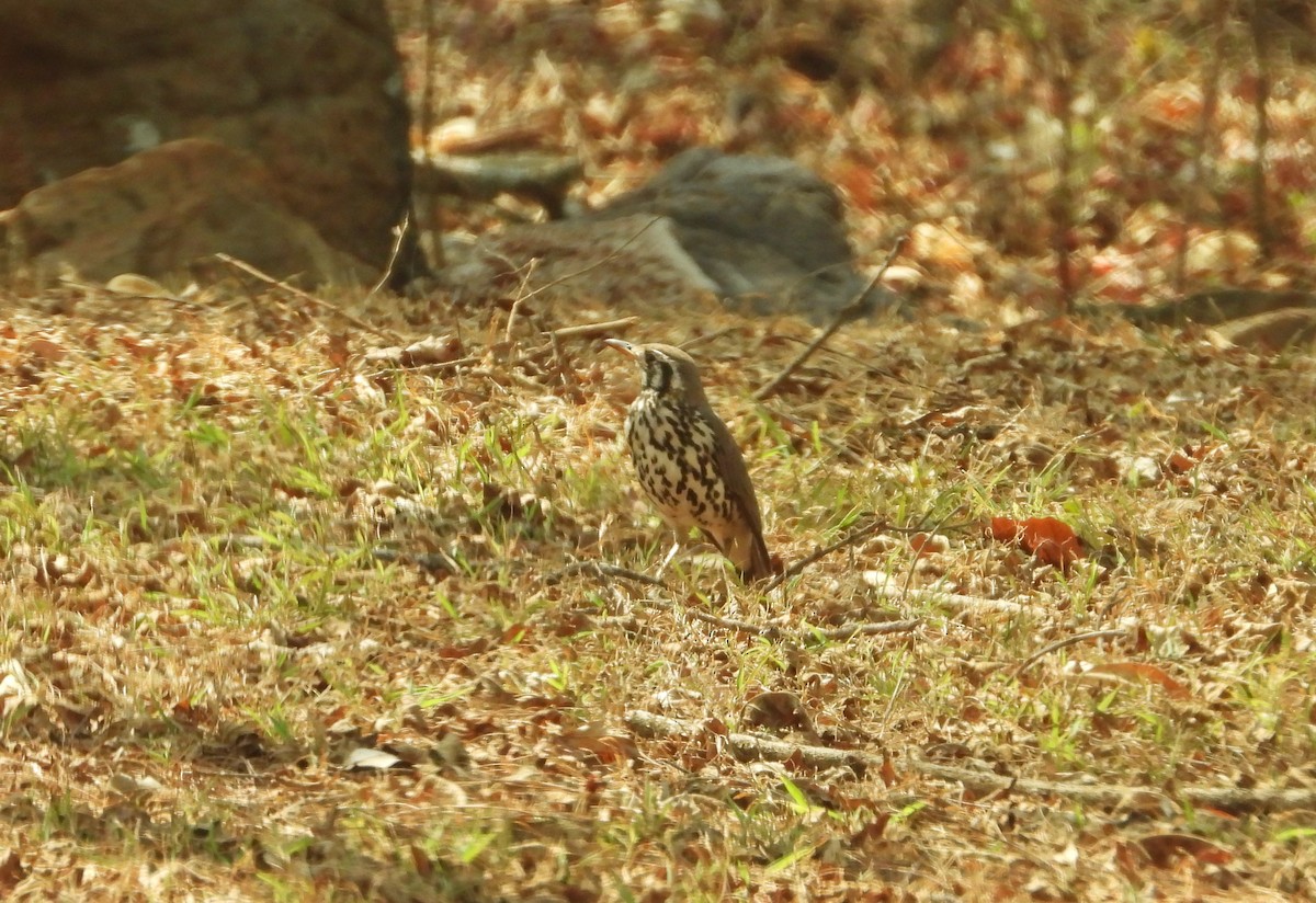Groundscraper Thrush - ML642260392