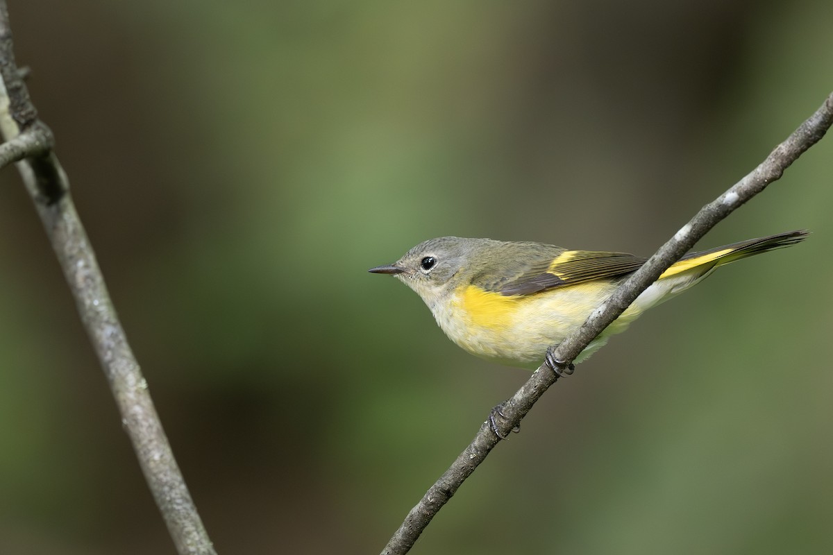 Candelita Norteña - ML642260394