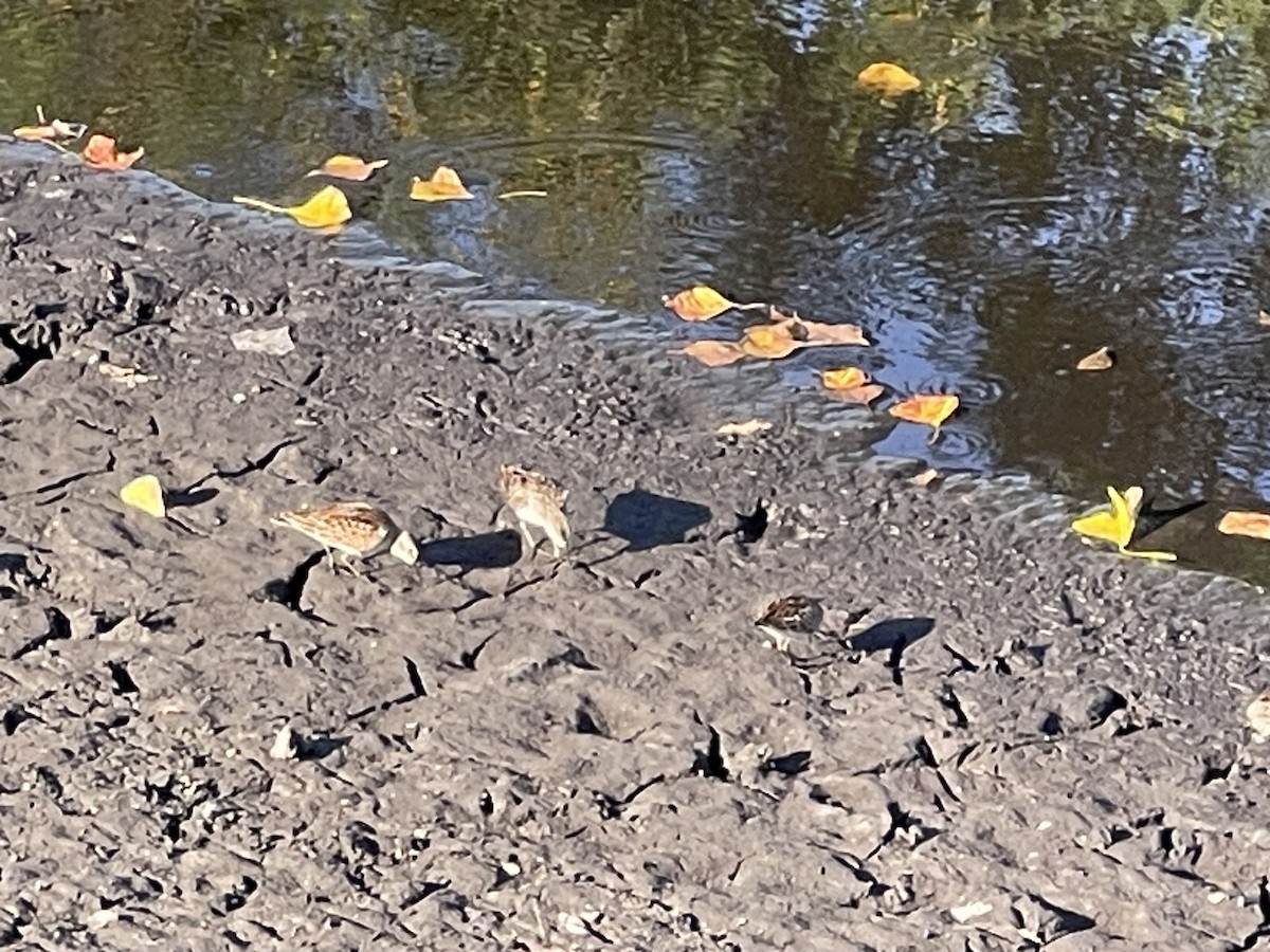 Least Sandpiper - ML642260399