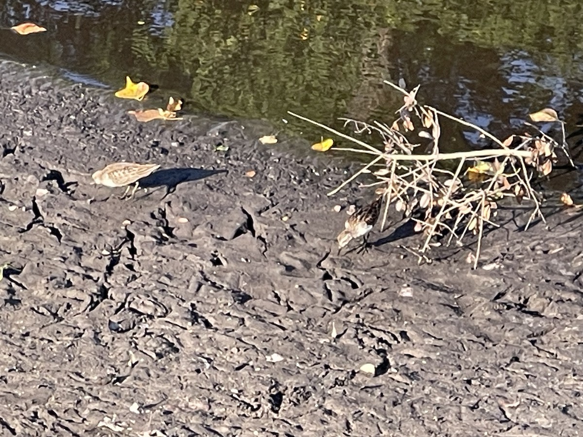 Least Sandpiper - ML642260400