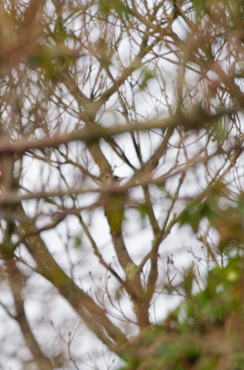Japanese Woodpecker - ML642260401