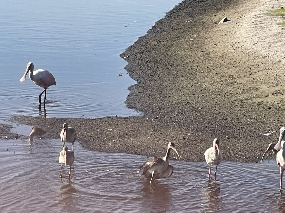Roseate Spoonbill - ML642260423