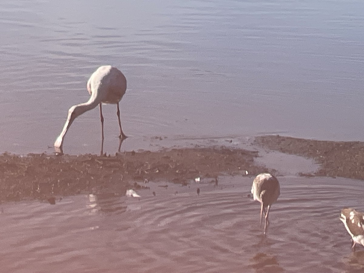 Roseate Spoonbill - ML642260424