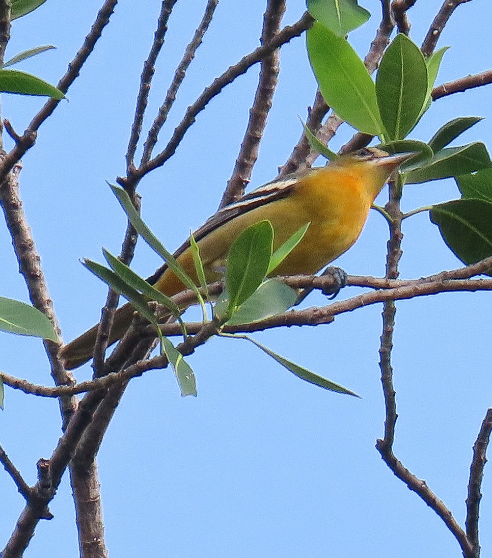 Baltimore Oriole - ML642260436
