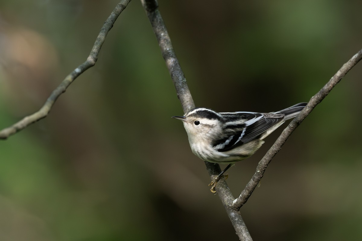 Reinita Trepadora - ML642260476