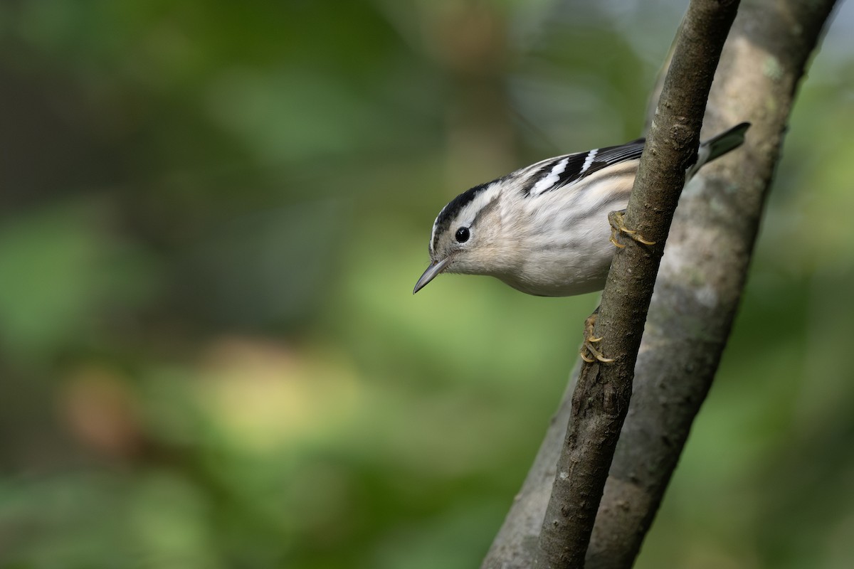 Reinita Trepadora - ML642260477