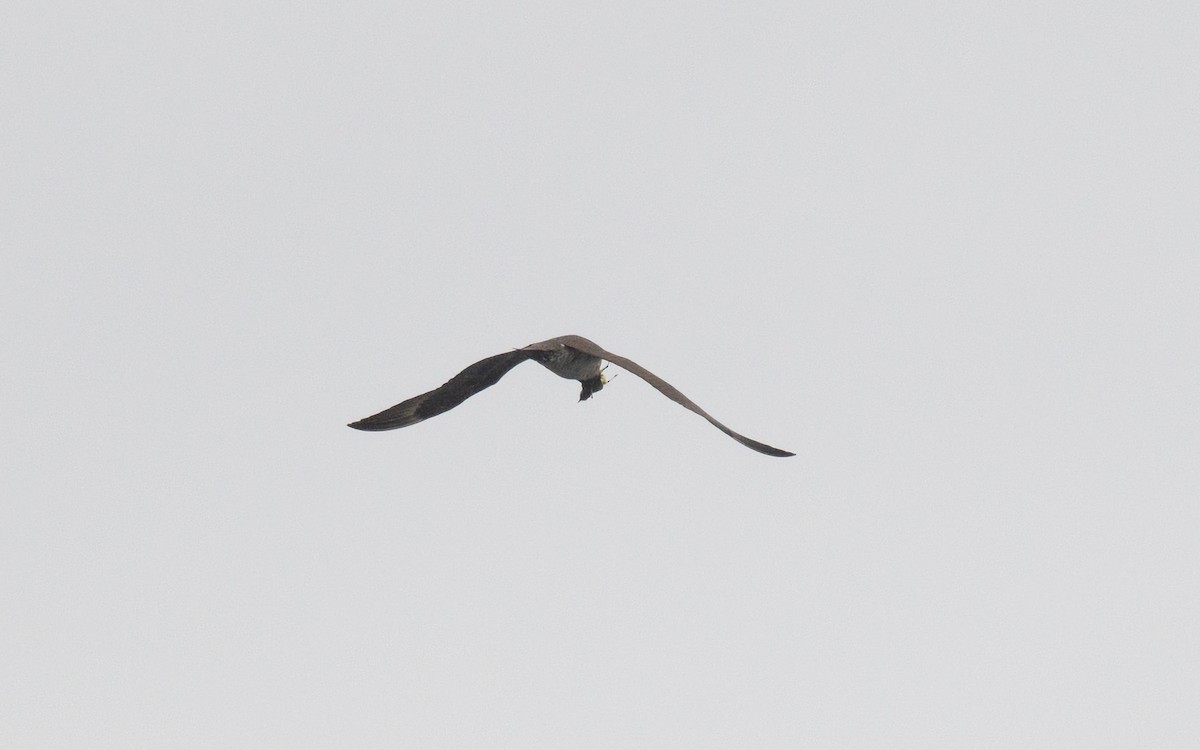 Parasitic Jaeger - ML642260478
