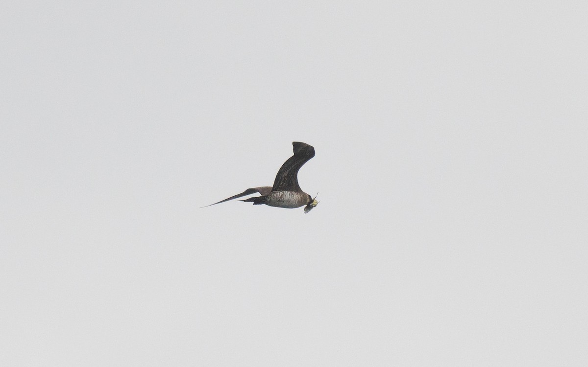 Parasitic Jaeger - ML642260482