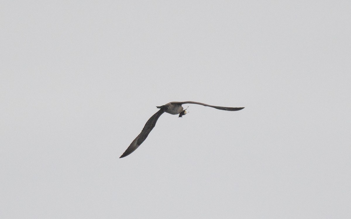 Parasitic Jaeger - ML642260483
