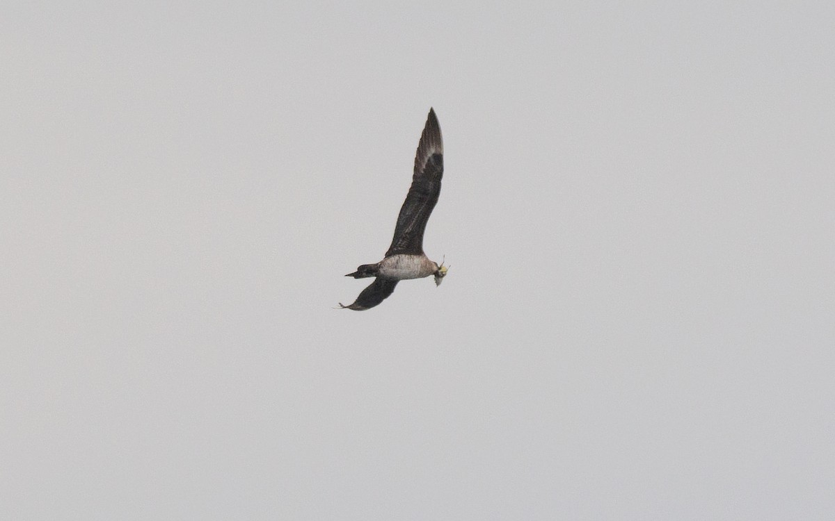 Parasitic Jaeger - ML642260484