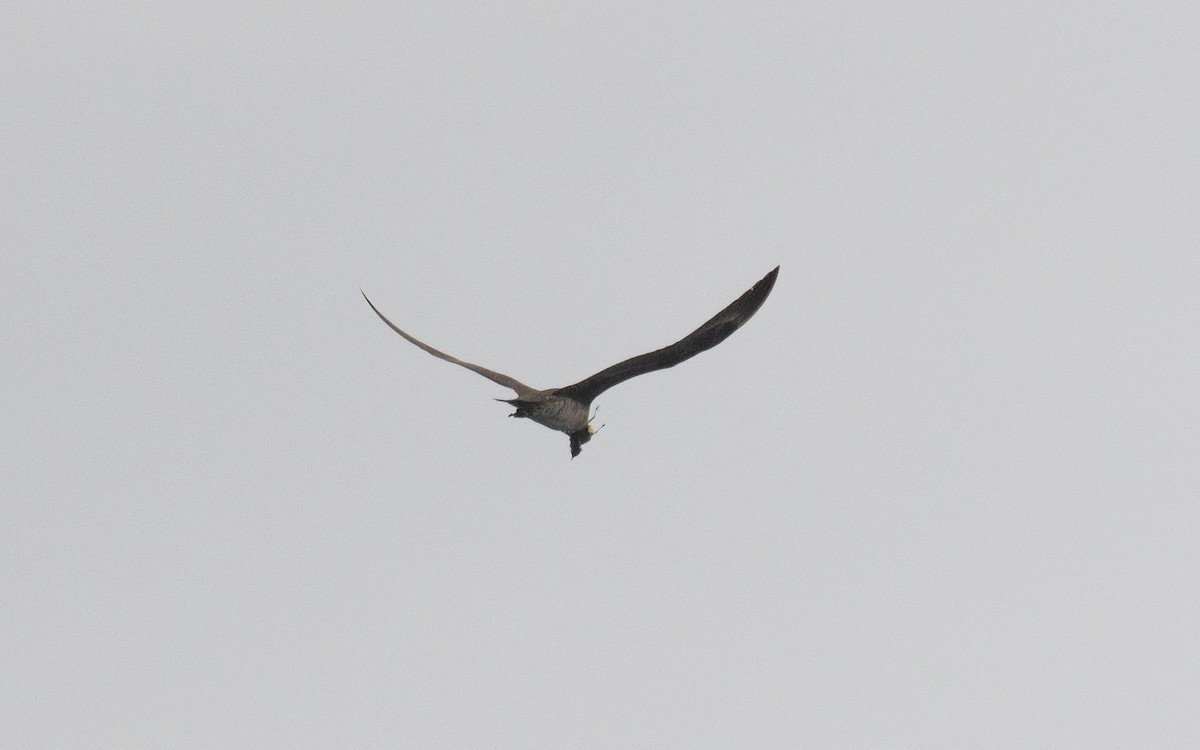 Parasitic Jaeger - ML642260486