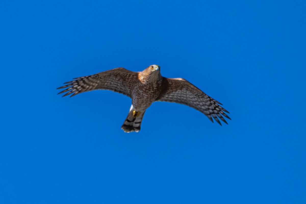 Red-shouldered Hawk - ML642260503