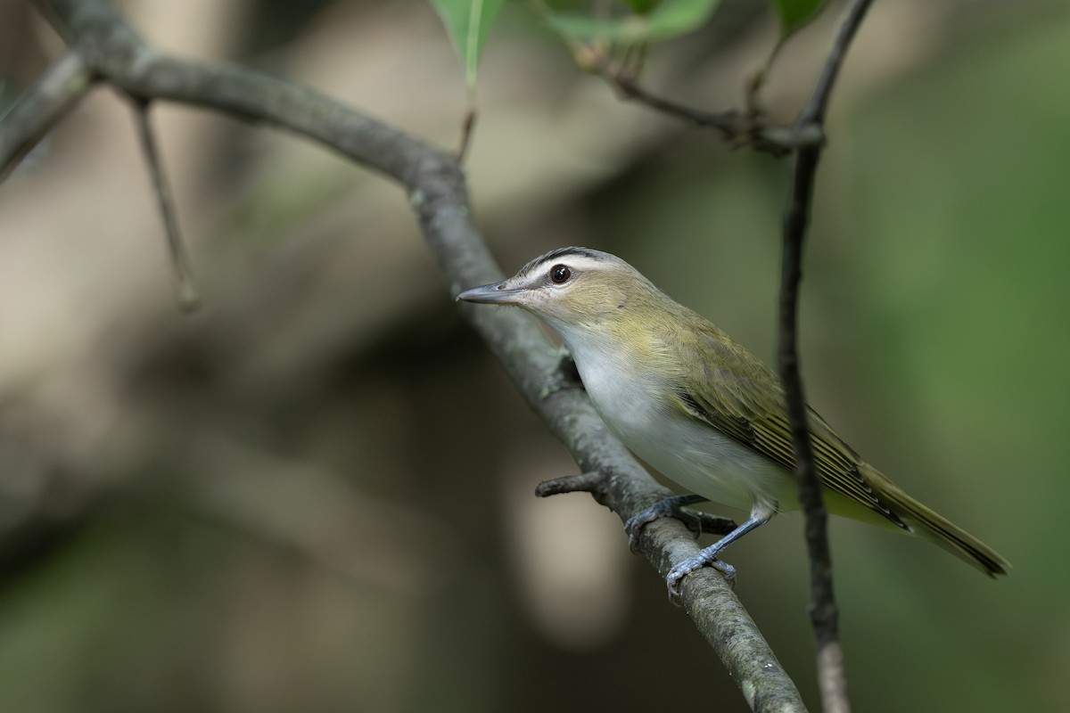 Vireo Ojirrojo - ML642260504