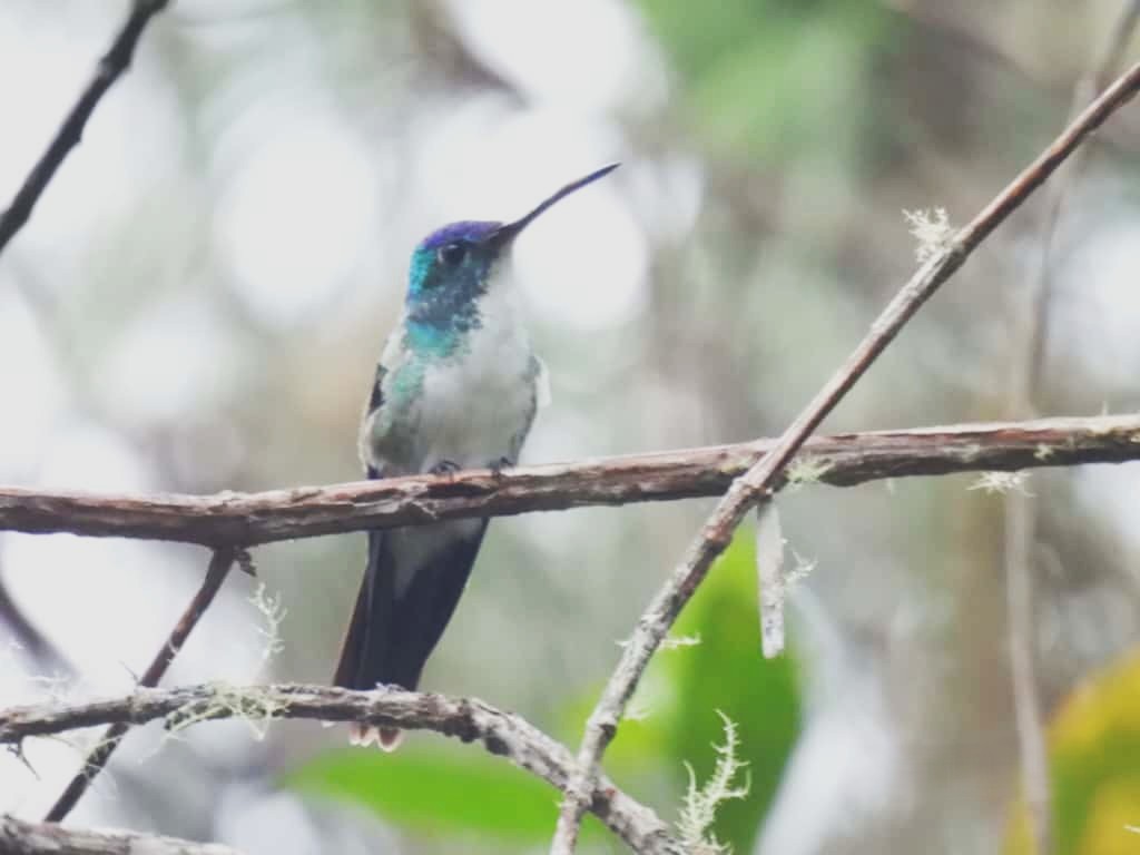 Andean Emerald - ML642260518