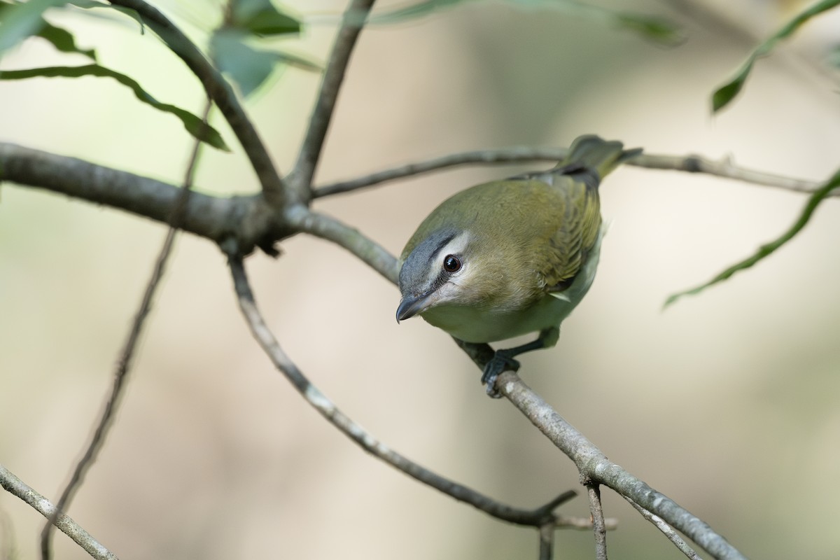 Vireo Ojirrojo - ML642260521