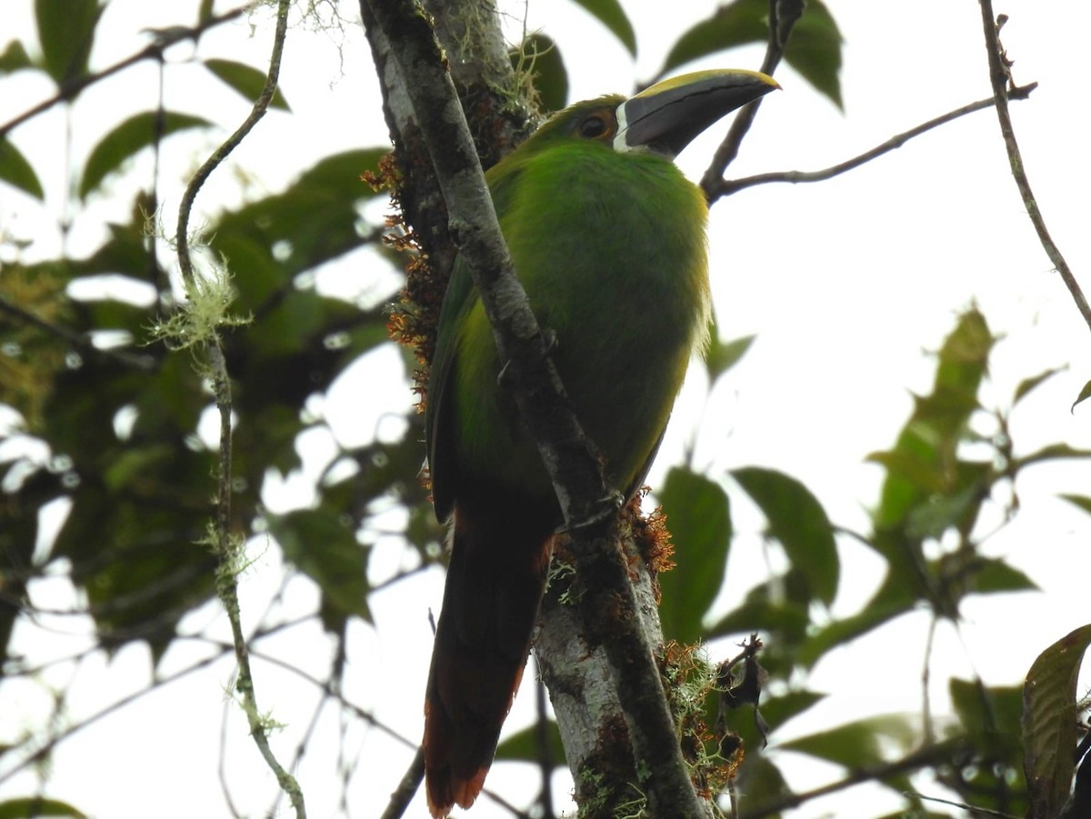 Southern Emerald-Toucanet - ML642260527
