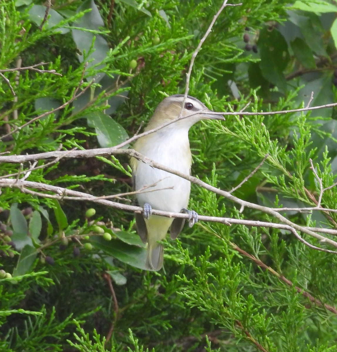 Red-eyed Vireo - ML642260543