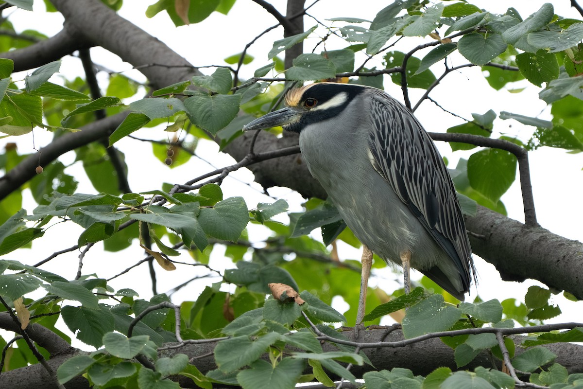 Yellow-crowned Night Heron - ML642260545
