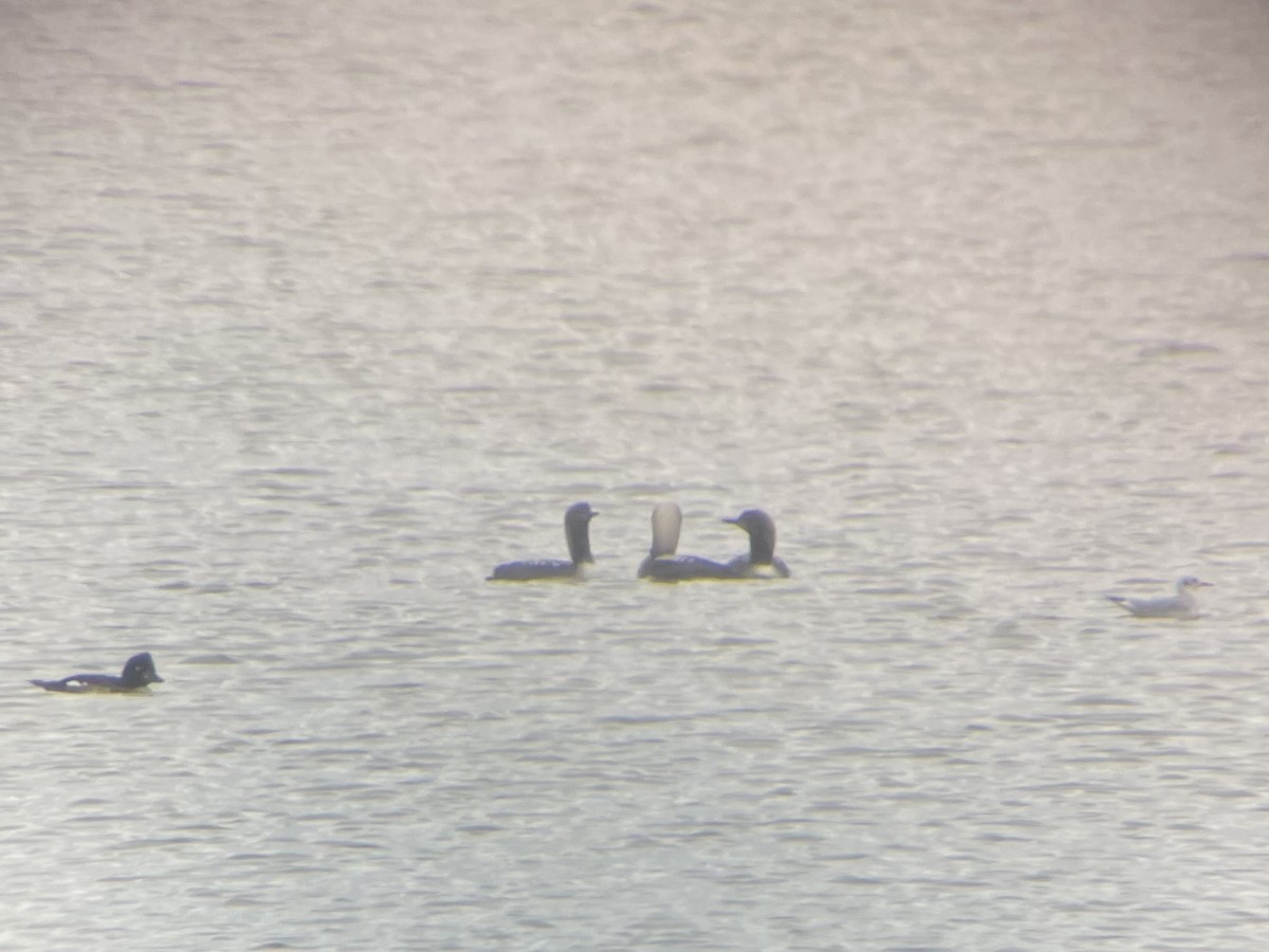 Pacific Loon - ML642260549