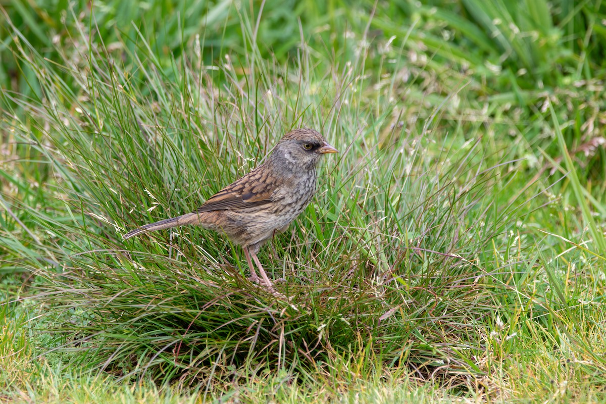 Volcano Junco - ML642260566
