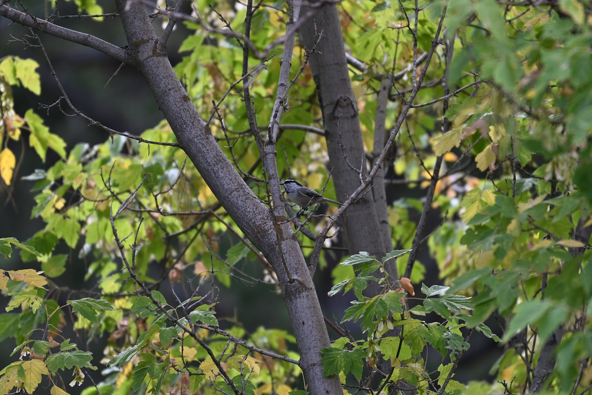Mésange de Gambel - ML642260568