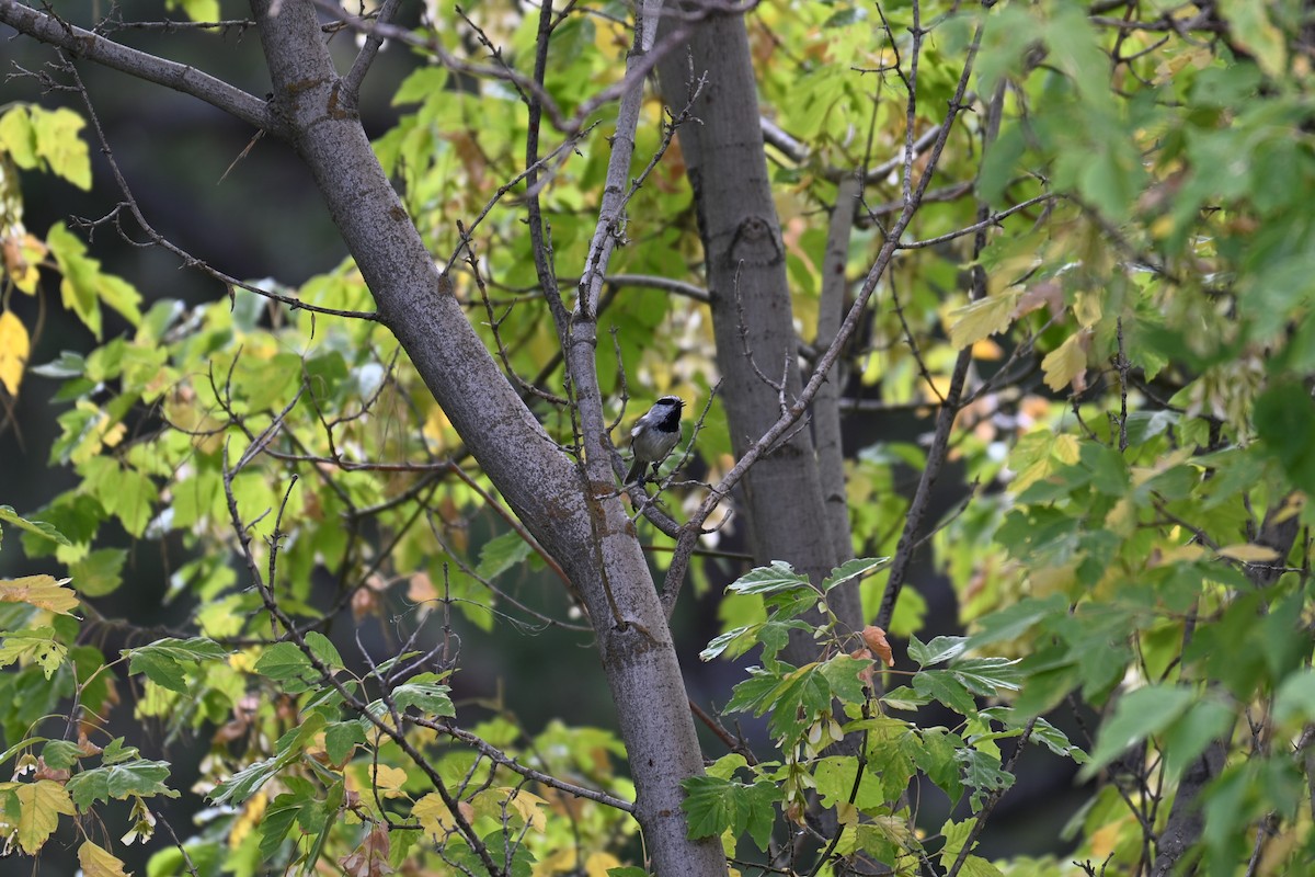 Mésange de Gambel - ML642260569