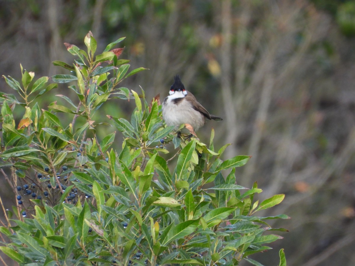 Red-whiskered Bulbul - ML642260570