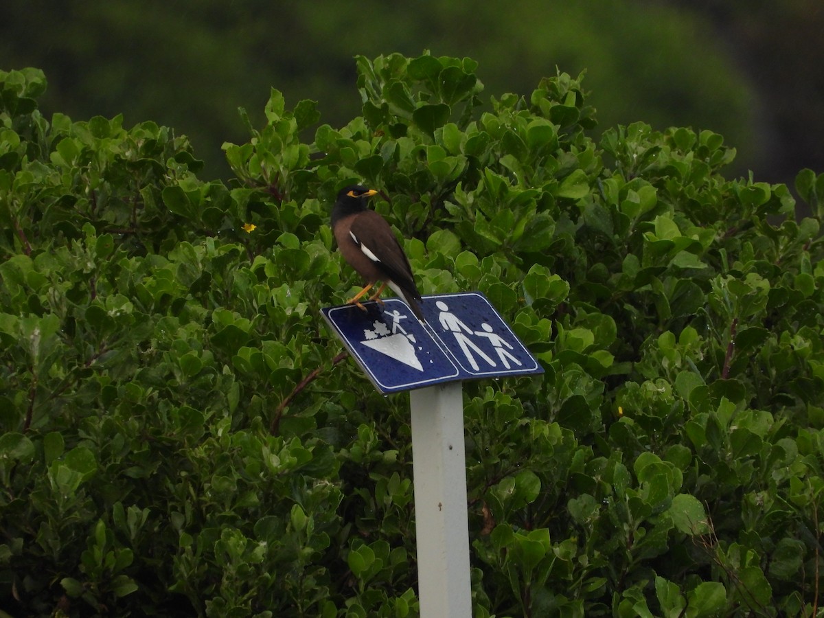 Common Myna - ML642260575