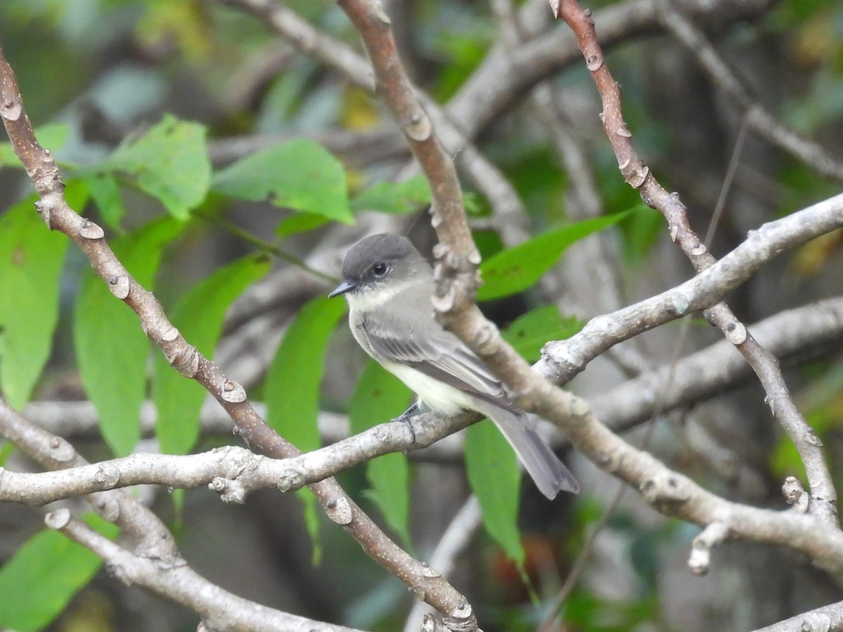 Eastern Phoebe - ML642260582