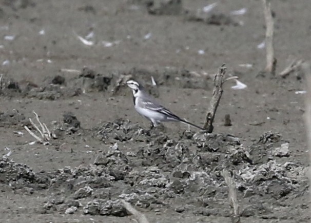 White Wagtail - ML642260590