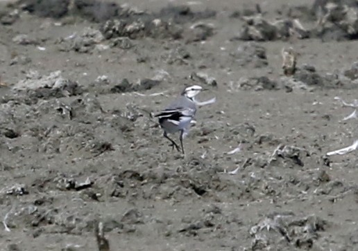 White Wagtail - ML642260592