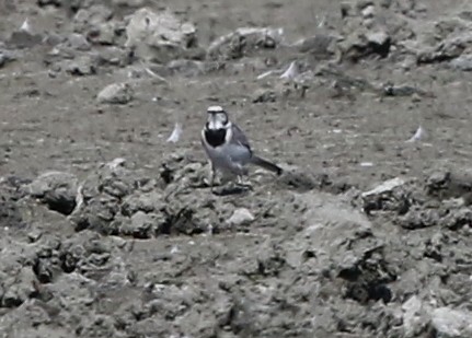 White Wagtail - ML642260593