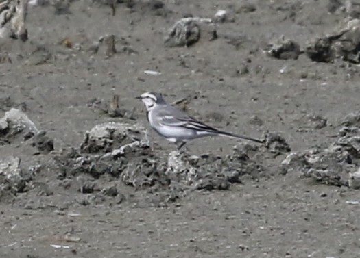 White Wagtail - ML642260594