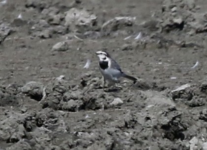 White Wagtail - ML642260595