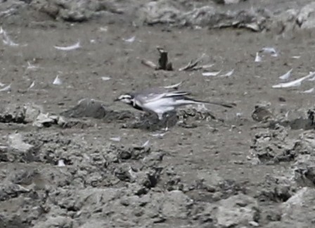 White Wagtail - ML642260596