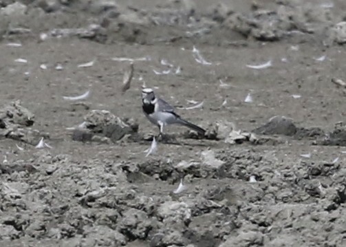 White Wagtail - ML642260597