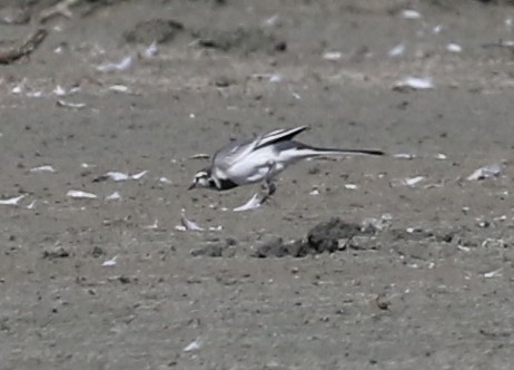 White Wagtail - ML642260598